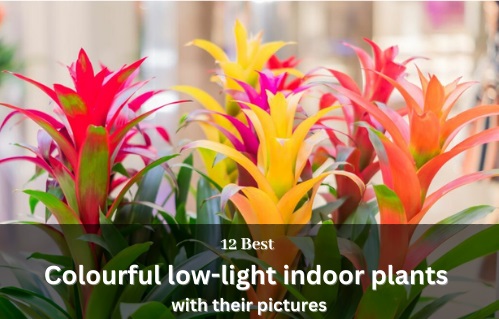 Best Colourful Low-Light Indoor Plants in 2024: Tried and True