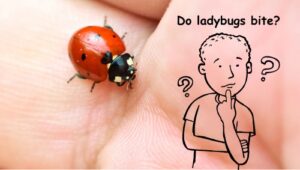 can ladybugs bite human?