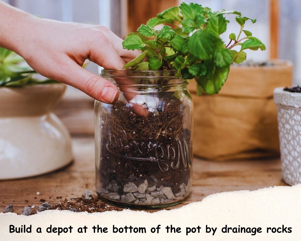 How to prevent root rot in pots without drainage holes 11 pro tips