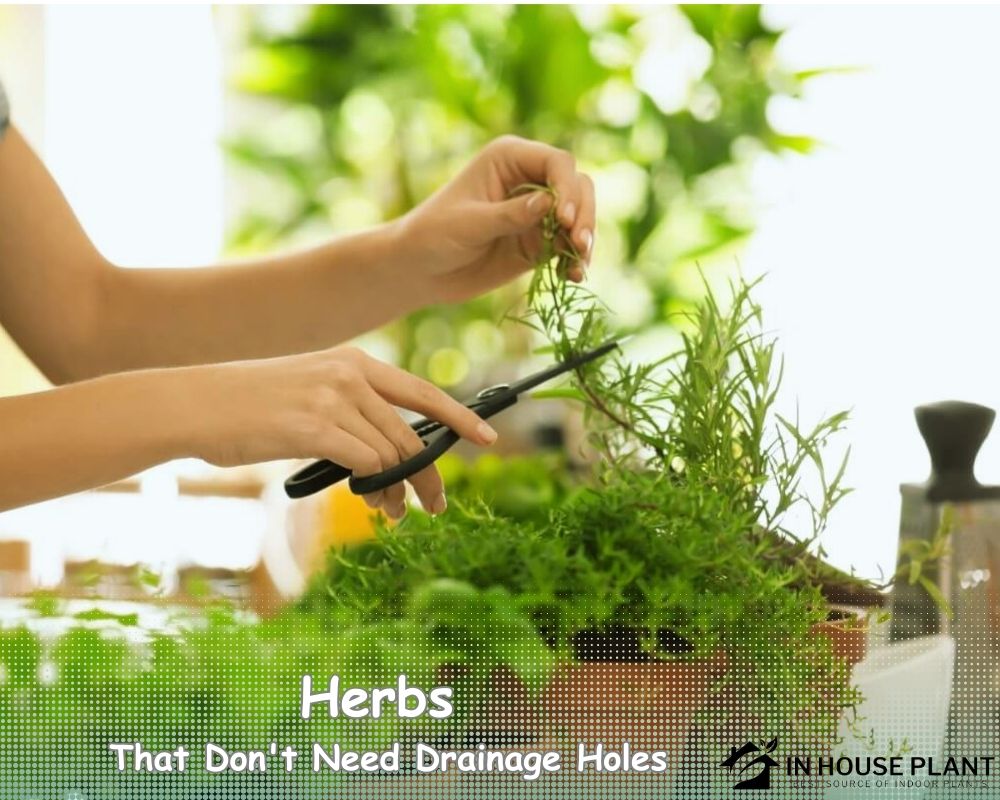indoor gardening with Herbs That Don't Need Drainage Holes 