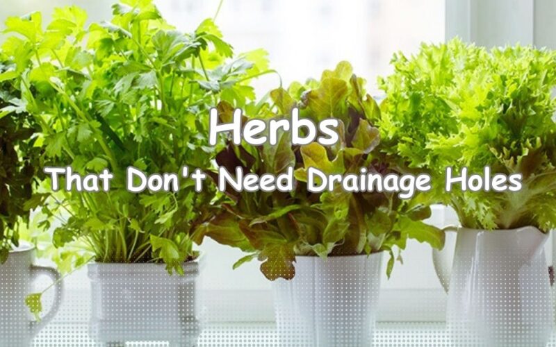 16 Herbs That Don’t Need Drainage Holes | Update 2024