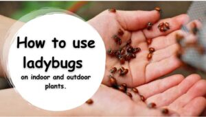 how to use ladybugs to control thrips in indoors and outdoors