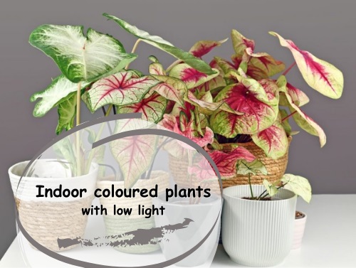 Best Colourful Low-Light Indoor Plants in 2024: Tried and True ...