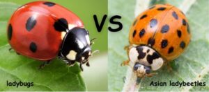 the difference between ladybugs and Asian ladybeetles 