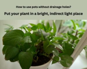 light requirements of plants in pots without drainage holes