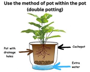 double pot method (pot within the pot) for pot without drainage hole
