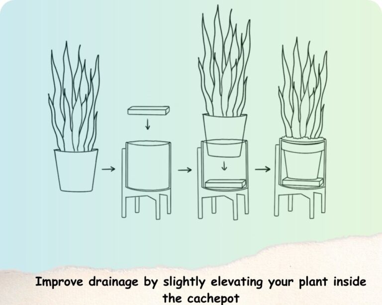 How to prevent root rot in pots without drainage holes 11 pro tips
