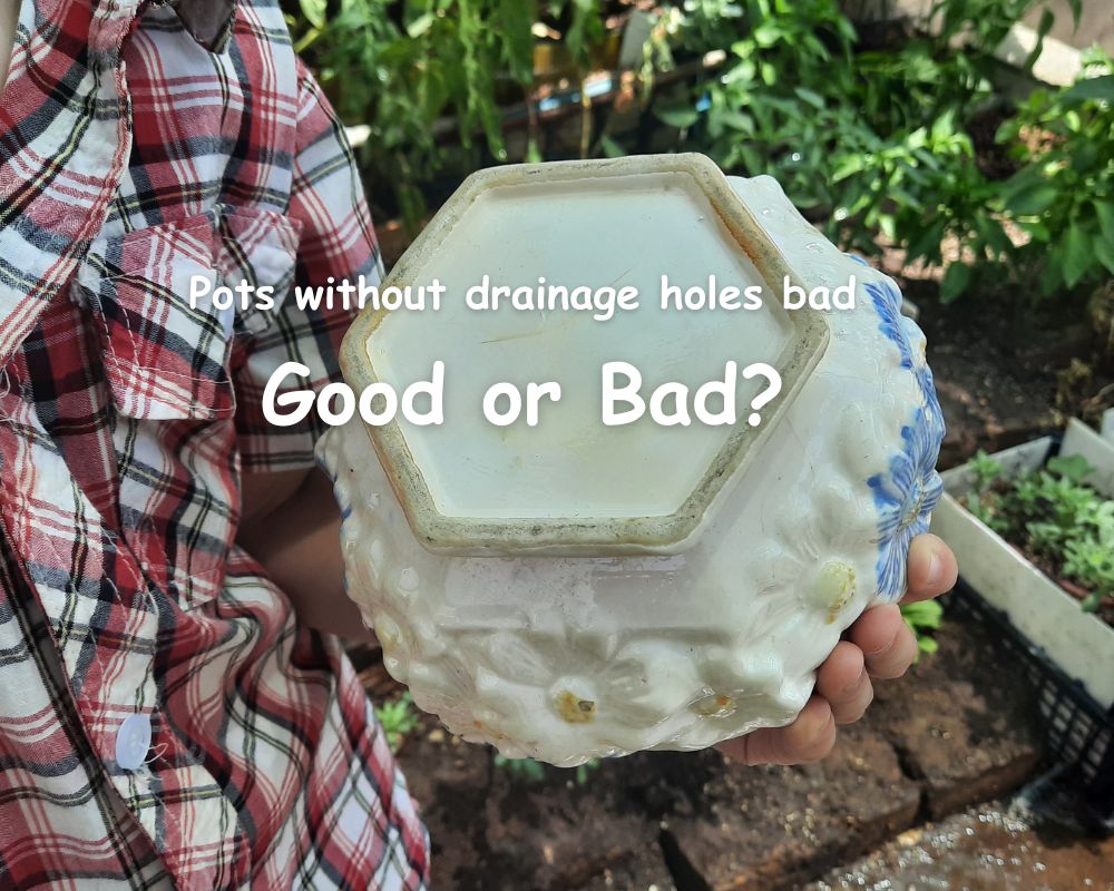Are pots without drainage holes bad? InHousePlant Your Ultimate