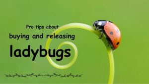 the pro tips about using ladybugs to control pests