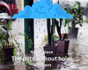 never put plants without holes in outdoors