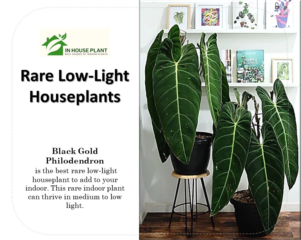 Black Gold Philodendron is one of the best rare low-light houseplants