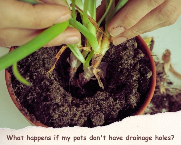 How to prevent root rot in pots without drainage holes 11 pro tips