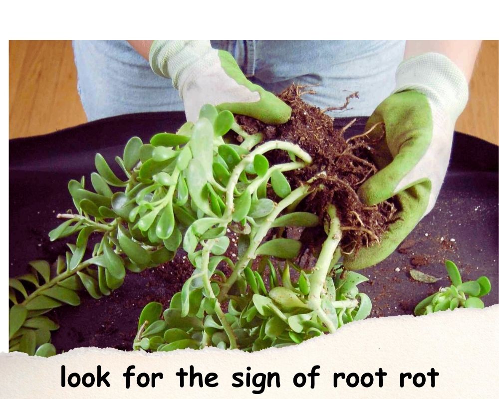 How to prevent root rot in pots without drainage holes 11 pro tips