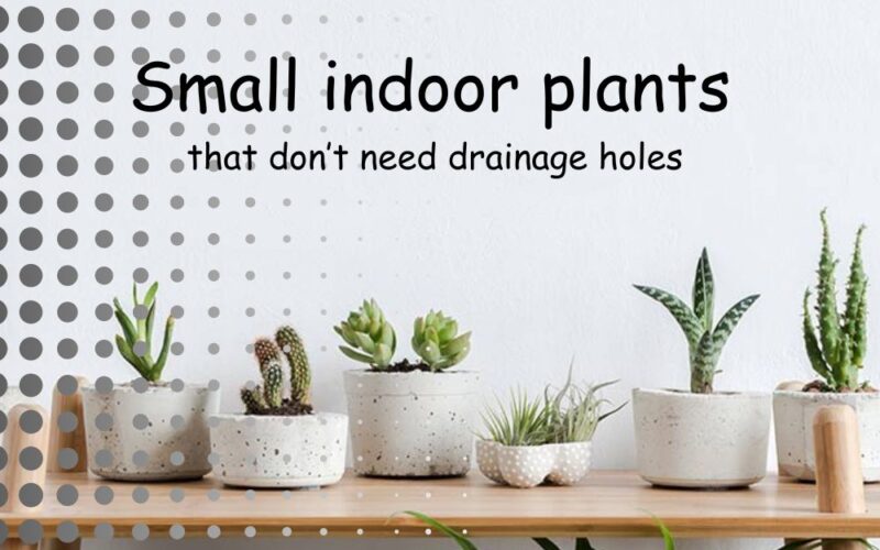 Small Indoor Plants That Don’t Need Drainage Holes | Update 2023