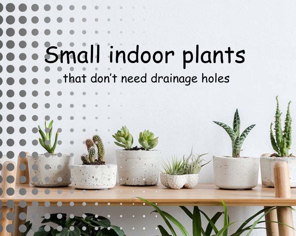 6 Small Indoor Plants That Don’t Need Drainage Holes Tried and True in