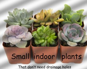 small indoor plants in pots without holes
