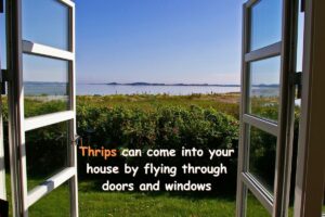 thrips come from open windows