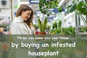 thrips can come into house by buying new plants