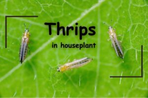 in this picture you can see the appearance of thrips 