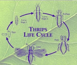 the life cycle of thrips