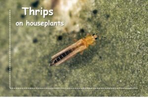 A thrips on the leave of plant
