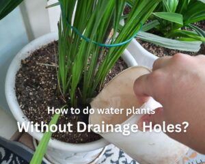 best way to water plants in pots without hole