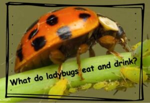 what ladybugs eat and drink.