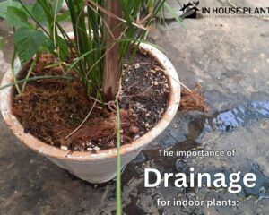 The importance of drainage for indoor plants