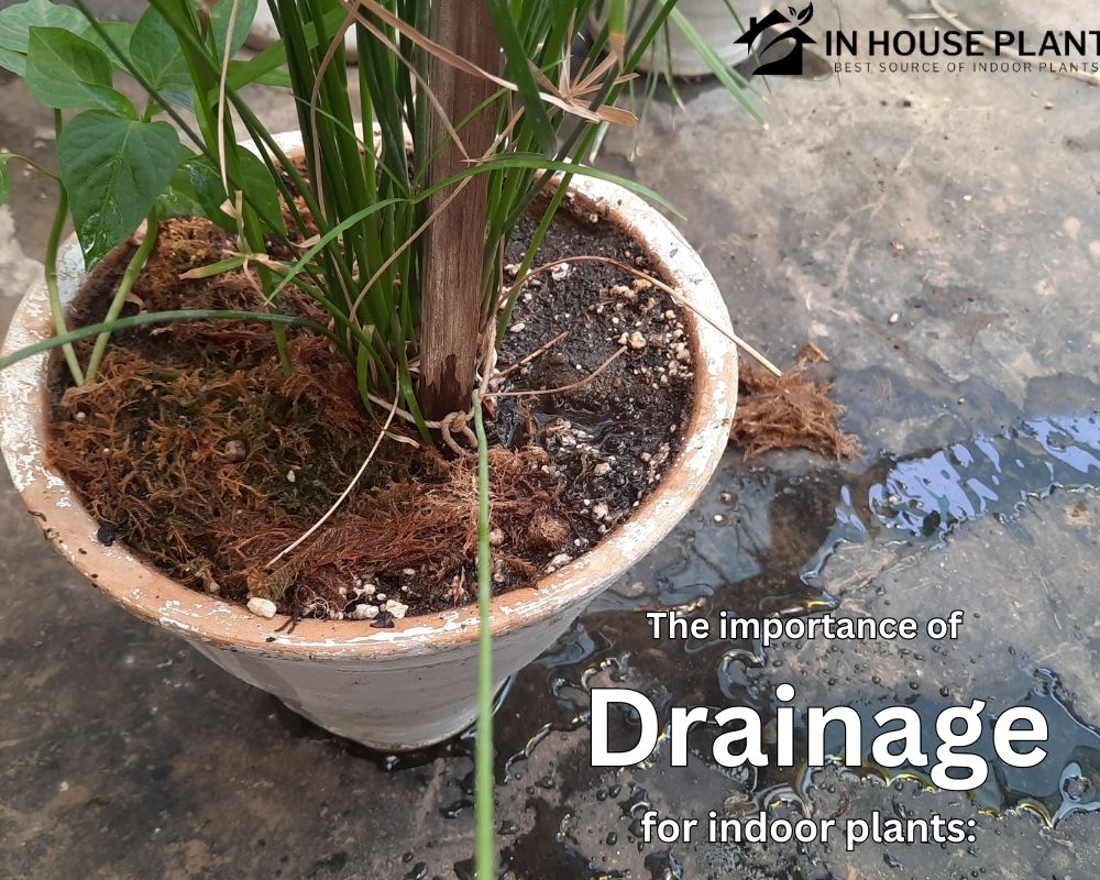 Best Practice for Repotting Plants in Pots Without Drainage Holes All