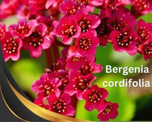 Bergenia: Bell-like red flowers with red stems