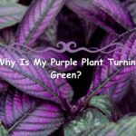 reasons Purple Plant Turning Green