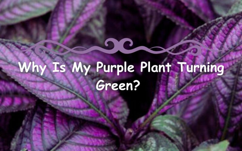 reasons Purple Plant Turning Green
