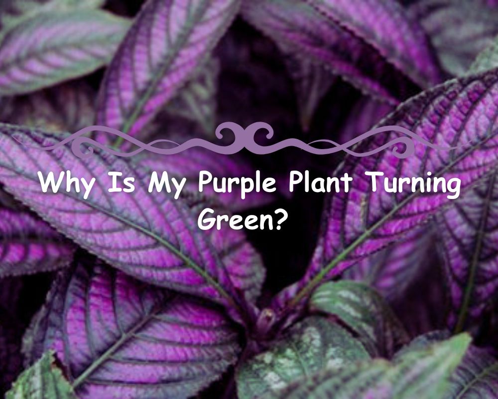 Why Is My Purple Plant Turning Green? Reasons to Unveil the Color