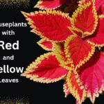 coleus plant with red and yellow leaves