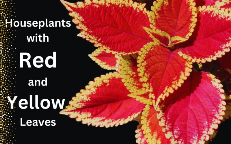 Houseplants with Red and Yellow Leaves: Caring pro tips with their images