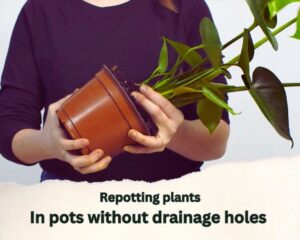 Repotting Plants in Pots Without Drainage Holes