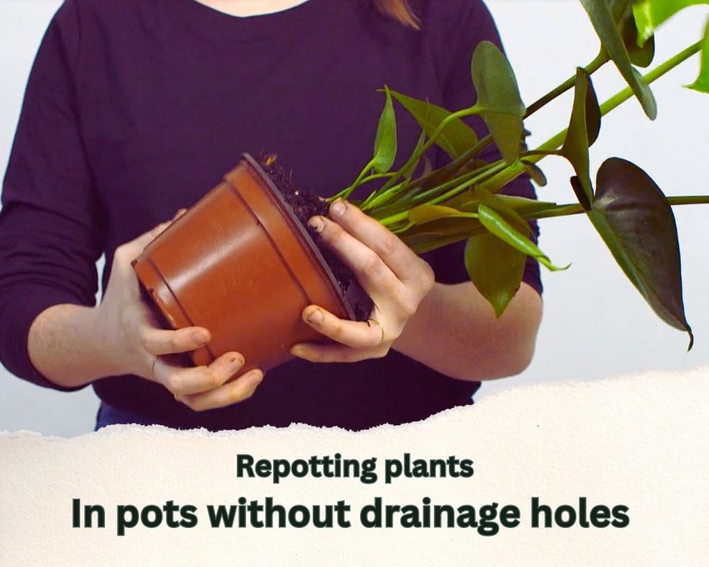 Best Practice for Repotting Plants in Pots Without Drainage Holes All
