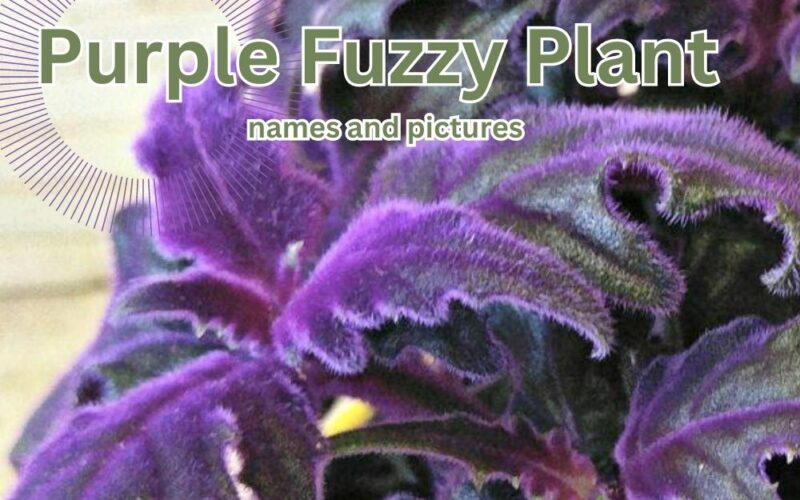 8 Purple Fuzzy Plant names and pictures | update 2023
