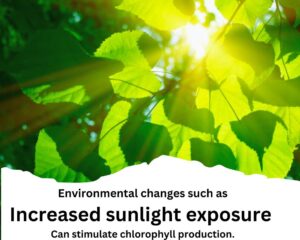  increased sunlight exposure can stimulate chlorophyll production. 