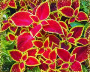 Red Coleus plant yellow edge