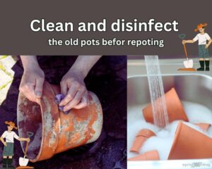Clean and disinfect the cachepot for repotting in pots without drainage holes