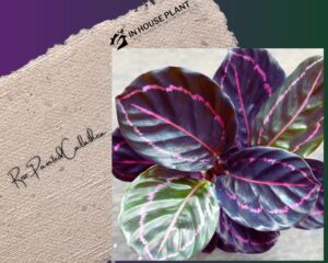 Calathea Roseopicta ‘Dottie’ has green leaves with purple underneath