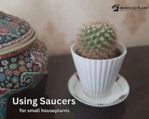 Saucers and bowls for small houseplants.