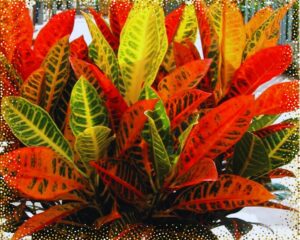 Petra Croton is one of the red and yellow house plants
