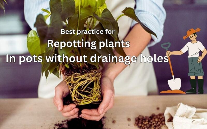 Best Practice for Repotting Plants in Pots Without Drainage Holes | All Things You Should Know