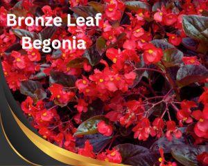 Bronze Leaf Begonia with its red orchid-like flowers on red stems