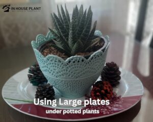 Large plates for larger indoor plants