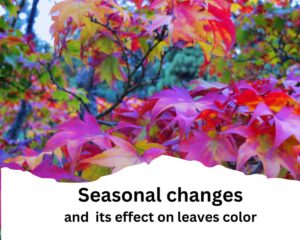 seasonal changes have several impact on purple plant turning to green