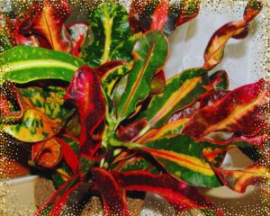 Mammy Croton with its red, yellow and green leaves.