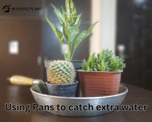 Pans to catch extra water  of plant pots